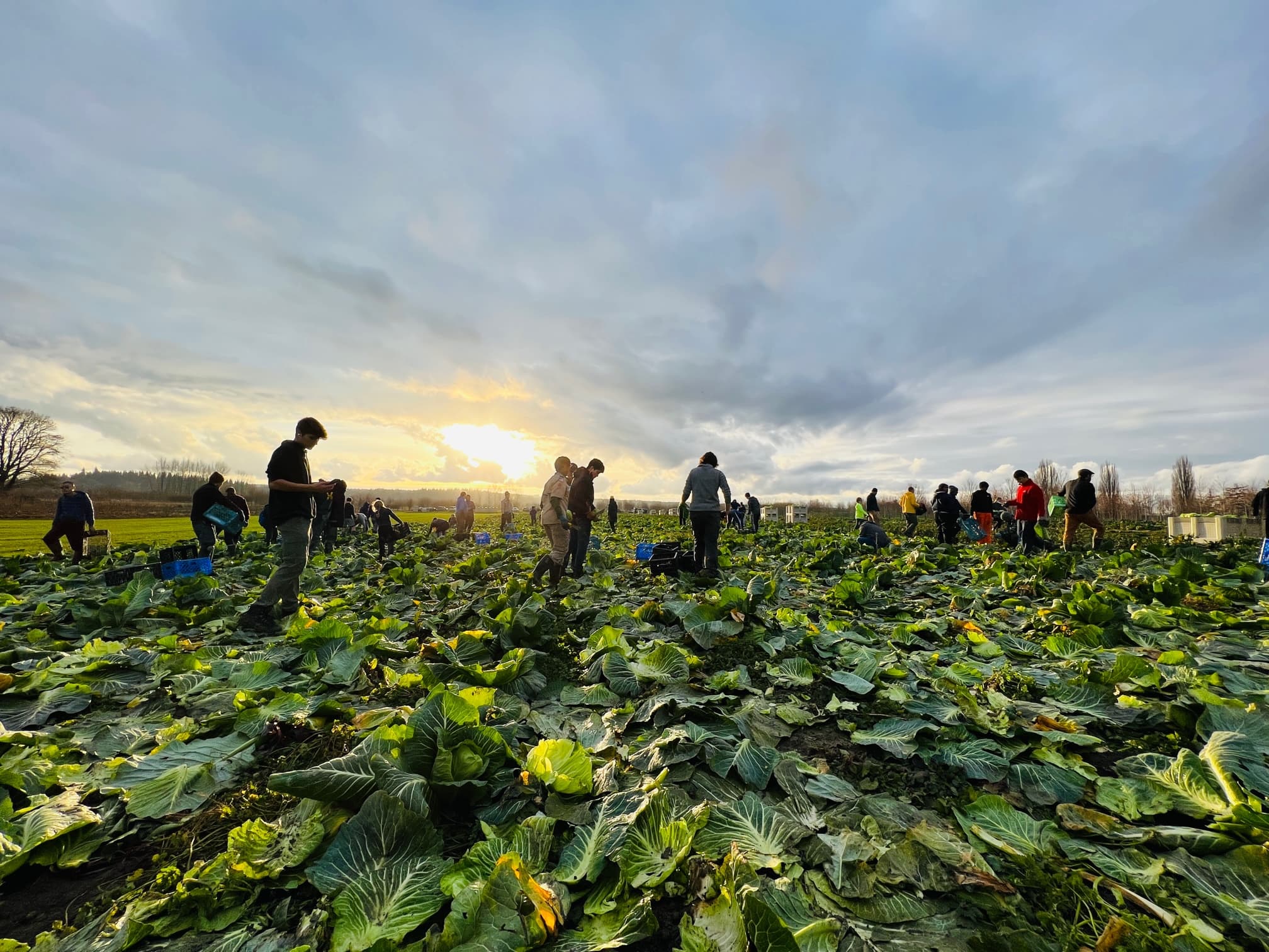 Food Bank Farm (Episcopal Parish Church of the Holy Cross) logo